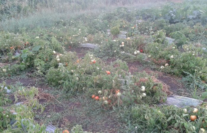 Грядки томатов в открытом грунте