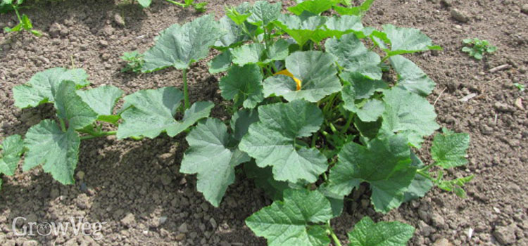 Healthy courgette plant growing strongly