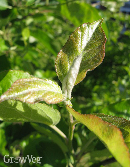 Terminal bud on this year