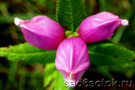 Хелоне Лайона (Chelone lyonii)