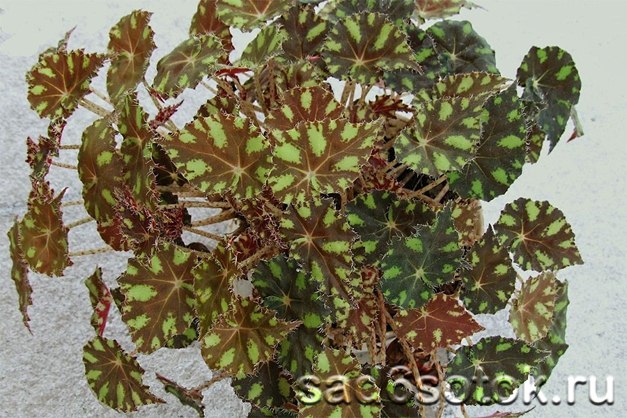 Бегония Бауэра (Begonia bowerae)