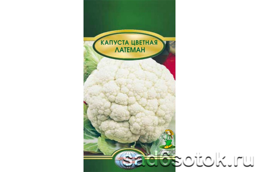 Цветная капуста сорт Латеман Цветная капуста сорт Латеман