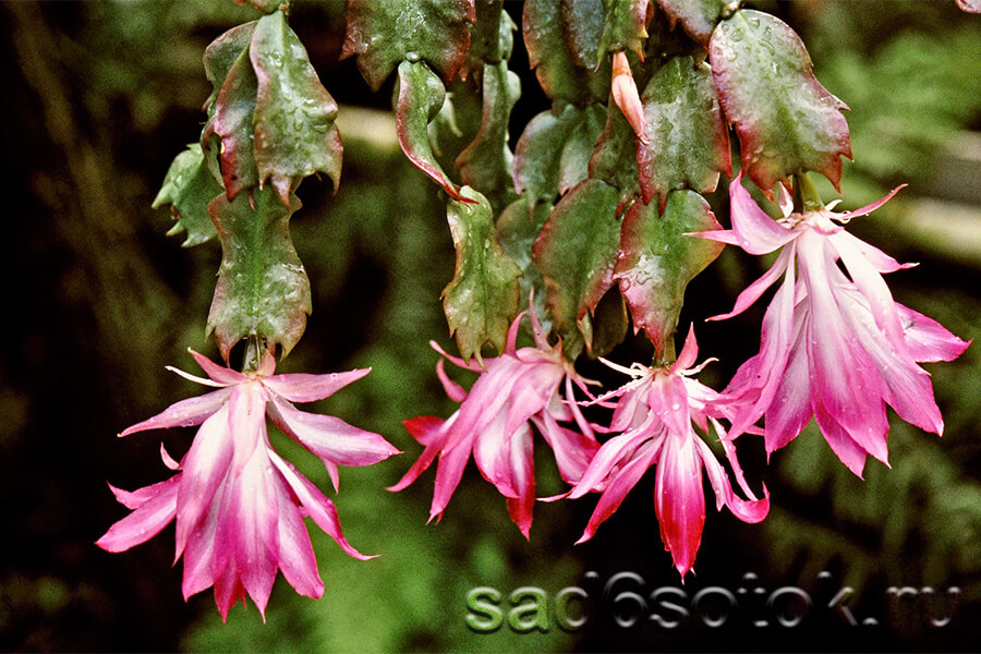 Шлюмбергера орсичиана (Schlumbergera orssichiana) Шлюмбергера орсичиана (Schlumbergera orssichiana)