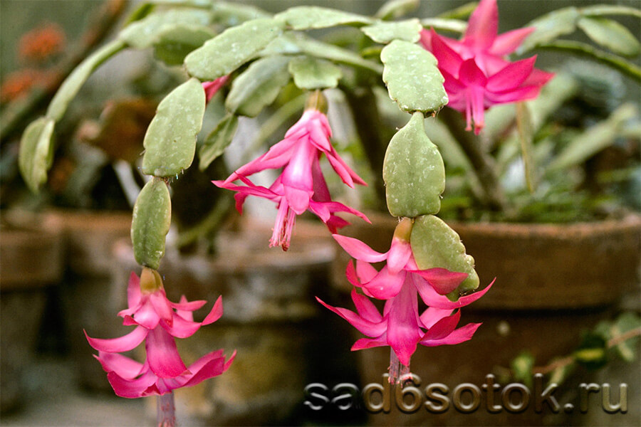 Шлюмбергера Буклеи (Schlumbergera bucklei) Шлюмбергера Буклеи (Schlumbergera bucklei)