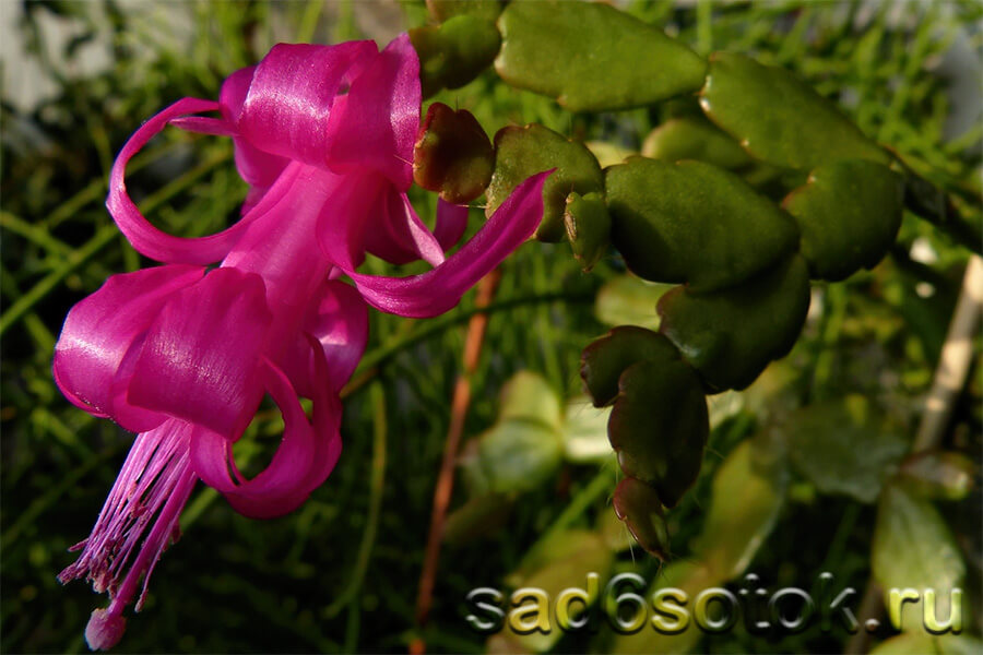 Шлюмбергера Русселиана (Schlumbergera Russelliana) Шлюмбергера Русселиана (Schlumbergera Russelliana)