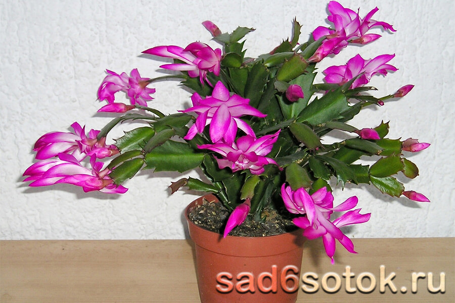 Шлюмбергера Трунката (Schlumbergera truncata)