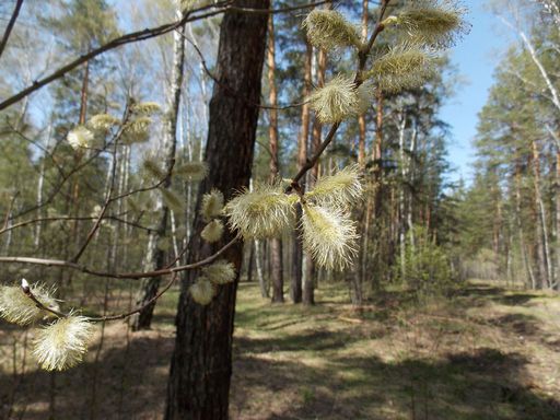 Ива остролистная (верба)