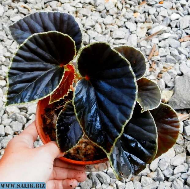 Begonia Darthvaderiana.