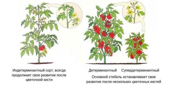 отличие видов