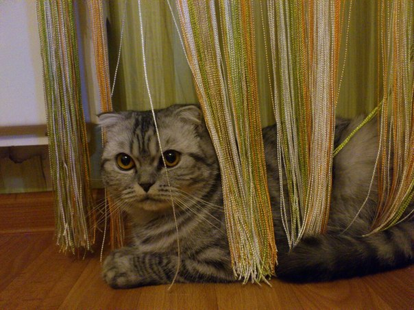 кот дерет шторы кисея