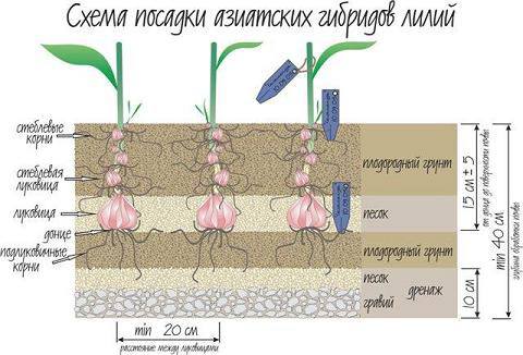 Схема высадки лилий