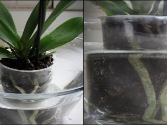 Как в домашних условиях размножать орхидею фаленопсис?