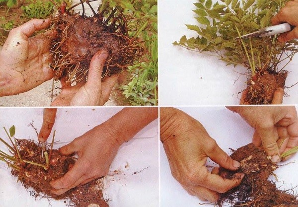 Астильбу можно успешно размножать делением – она легко переносит такие повреждения корней