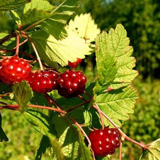 Княженика ягода фото и описание где растет в россии