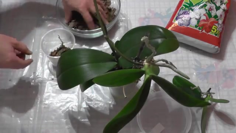 Как размножить фаленопсис в домашних условиях пошаговое фото для начинающих