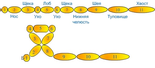 схема тигра из шариков