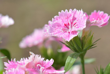 Dianthus Chinensis Flowers