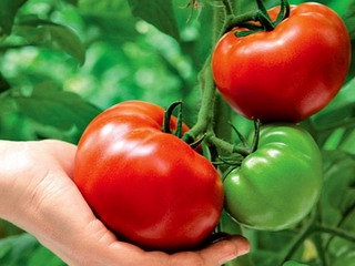 Важно знать все возможные способы ускорения роста томатов