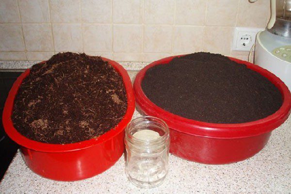 Как вырастить шпинат на подоконнике в квартире зимой