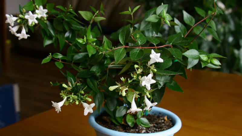 Комнатная абелия