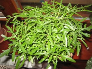 Оленьи рожки фото Оленьи рожки фото