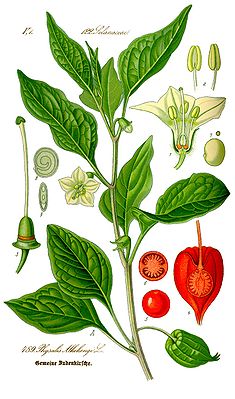 Illustration Physalis alkekengi0 clean.jpg