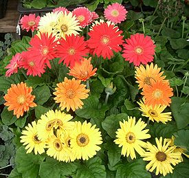 Gerbera01.jpg