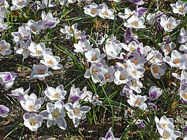 Crocus chrysanthus 