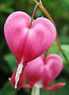 Dicentra.spectabilis.closeup.jpg