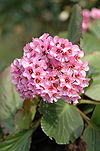 Bergenia stracheyi 3.jpg