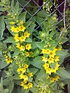 Lysimachia punctata 2.jpg