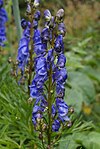 Aconitum napellus subsp. vulgare.jpg