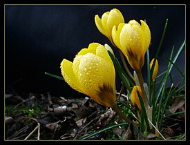 Crocus chrysanthus 