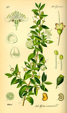 Myrtus communis buds.jpg