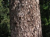 Larix sibirica a1.jpg