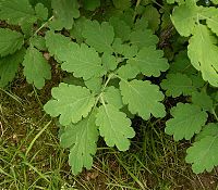 Chelidonium majus 2 ies.jpg