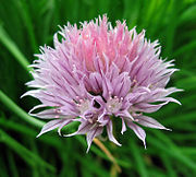 Chives flower.jpg