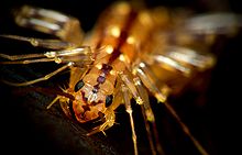 HouseCentipedeCloseup.jpg