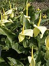 Arum creticum2103574509.jpg