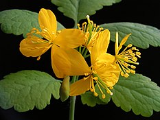 Chelidonium majus20100511 10.jpg