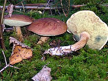 Maronenröhrling cropped.jpg