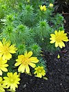 Adonis vernalis 02.jpg