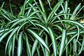 2007-06-24-Chlorophytum comosum-light.jpg