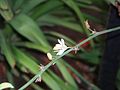 2007-06-24-Chlorophytum comosum-light.jpg