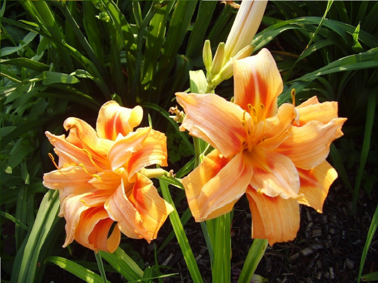 Лилейник Apricot Beauty