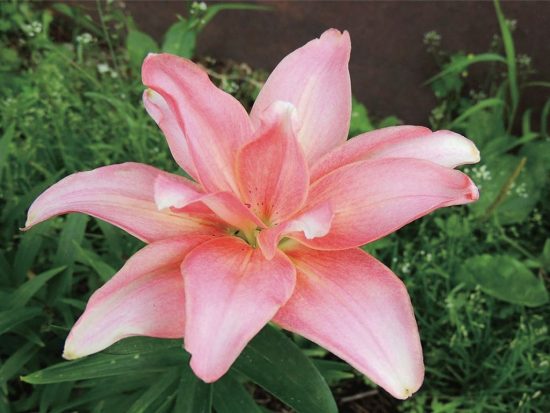 Лилия Aphrodite