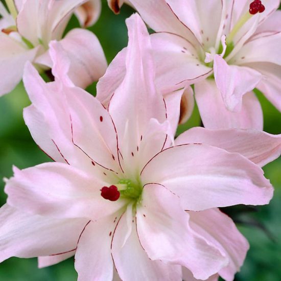 Лилия Spring Pink