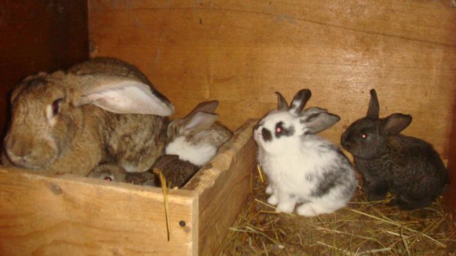 Кролики в гнезде