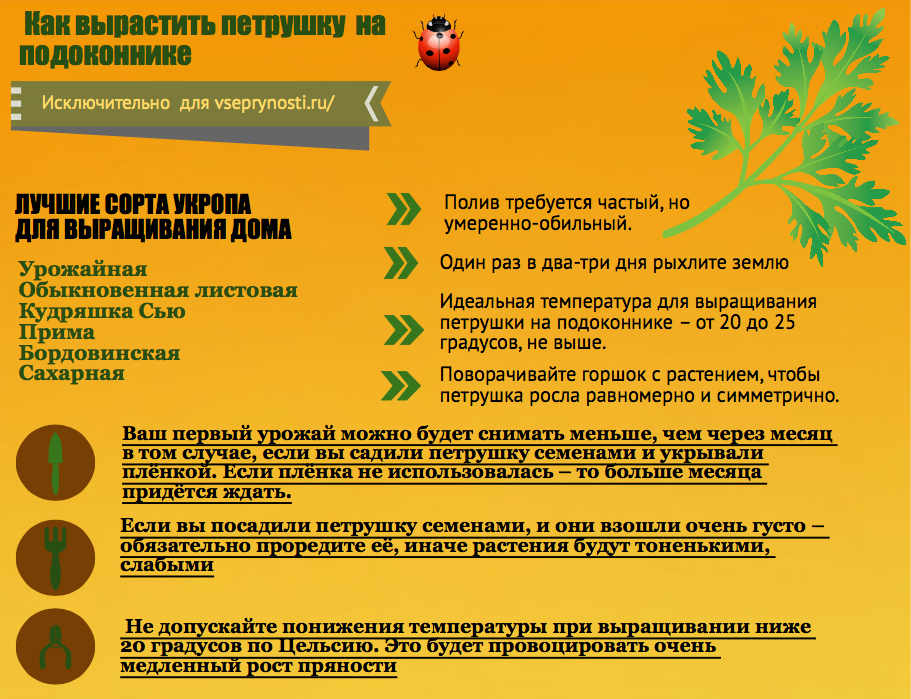 info- petrushka