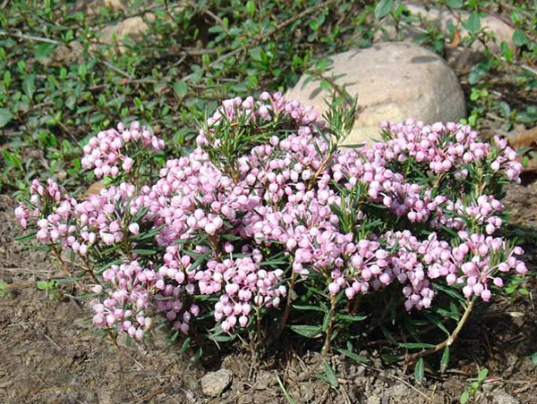 Цветы альпийских лугов фото с названиями